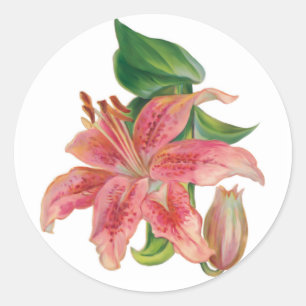 Adesivo Stargazer Lily