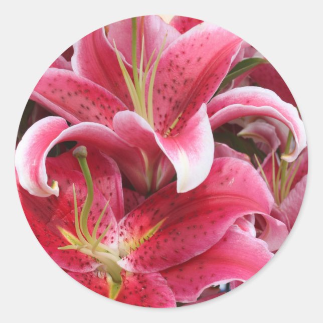 Adesivo Stargazer Lily (Frente)