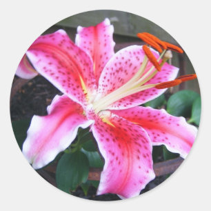 Adesivo Stargazer Lily