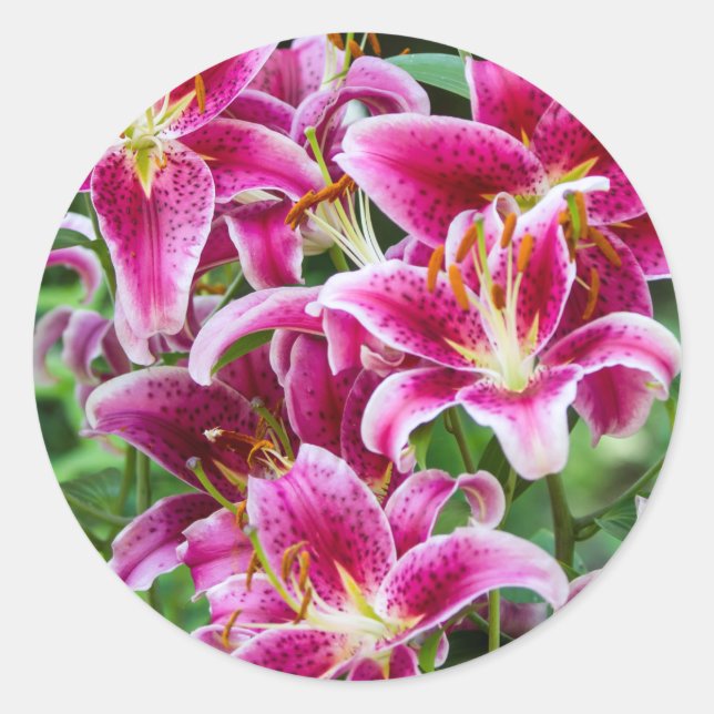 Adesivo Stargazer Lily (Frente)