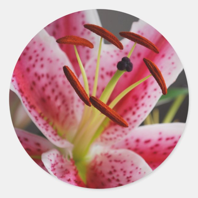 Adesivo Stargazer Lily Sticker (Frente)