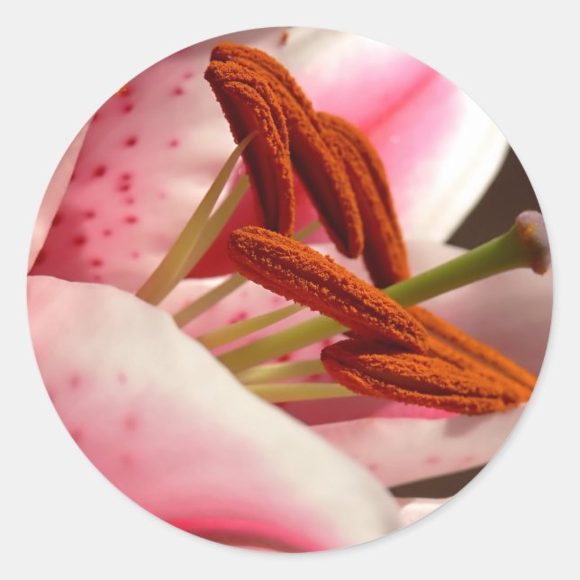 Adesivo Stargazer Lily Stickers (Frente)