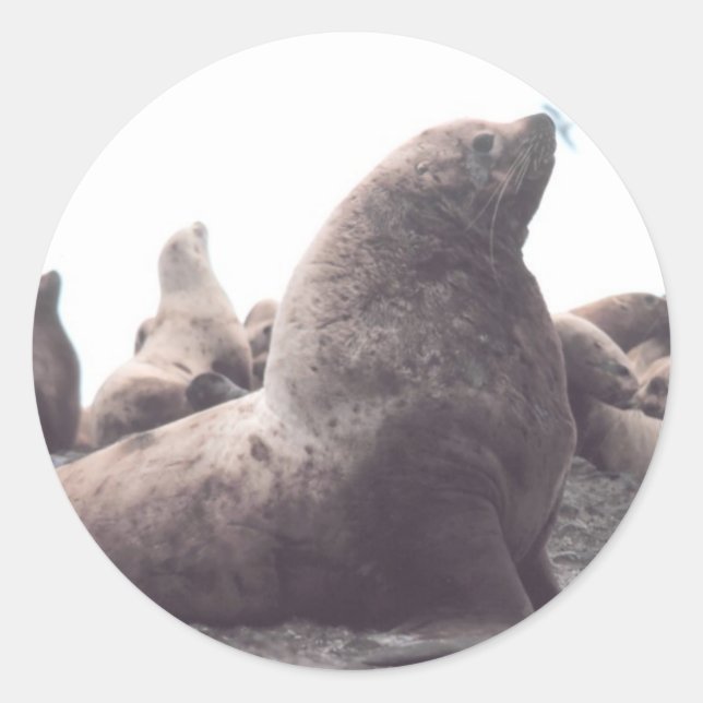 Adesivo Steller Sea Lion (Frente)
