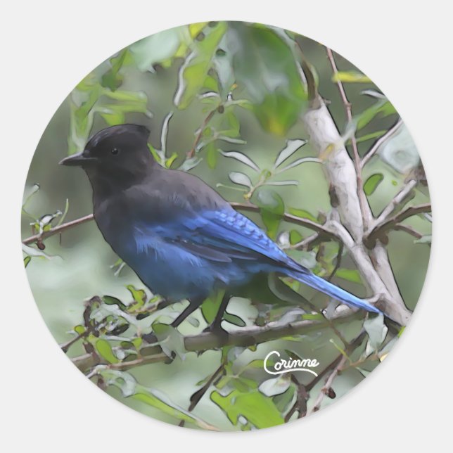 Adesivo Steller's Jay - Envelope Stickers (Frente)