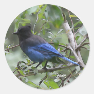 Adesivo Steller's Jay - Envelope Stickers