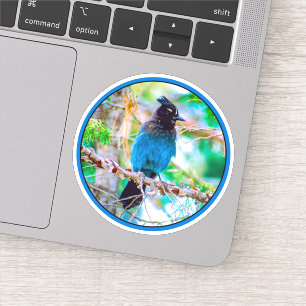 Adesivo Steller's Jay - Fotografia original