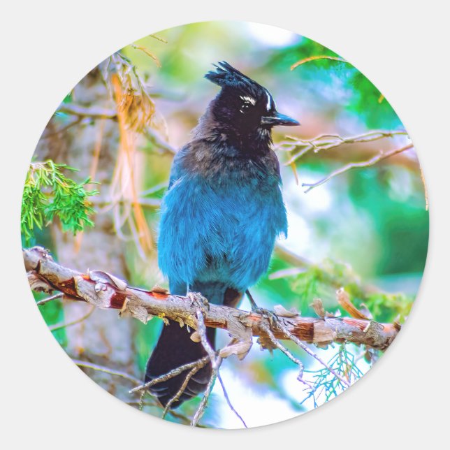 Adesivo Steller's Jay - Fotografia original (Frente)