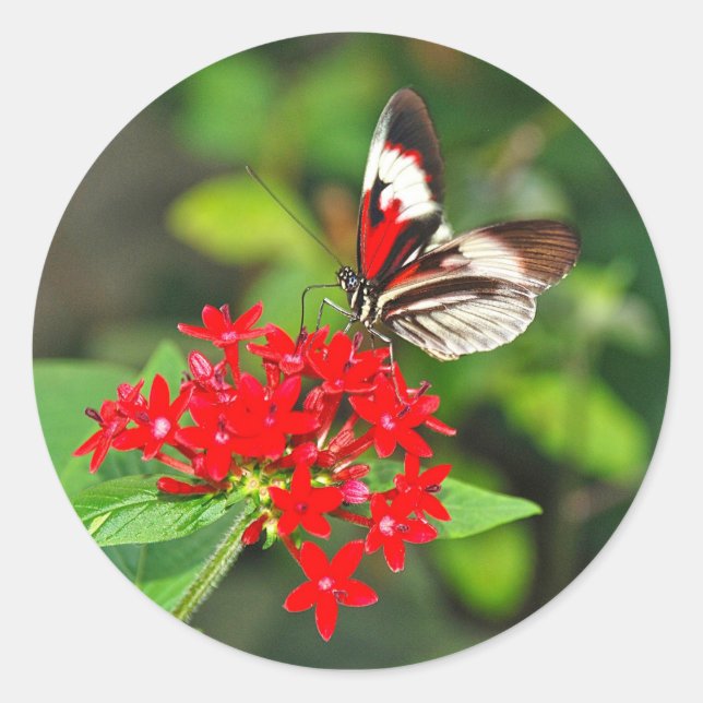 Adesivo Sticker (Frente)