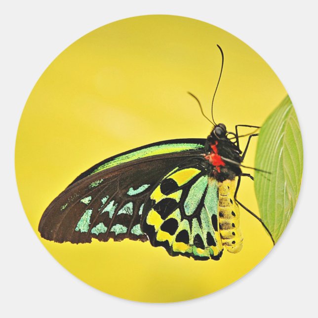 Adesivo Sticker (Frente)