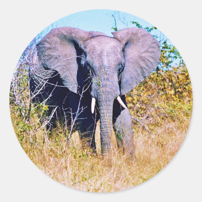 Adesivo Sticker (Frente)