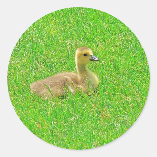 Adesivo Sticker (Frente)