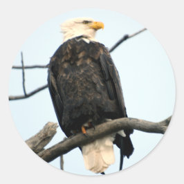 Adesivo Sticker Bald Eagle Americano