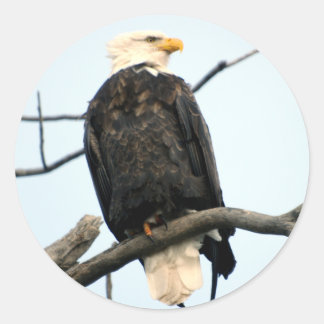 Adesivo Sticker Bald Eagle Americano