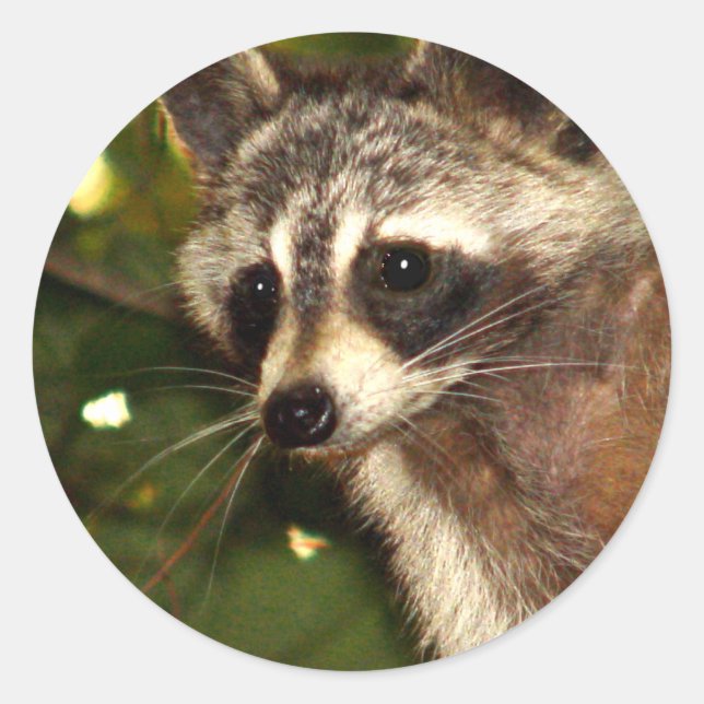 Adesivo Sticker "Bandit" Raccoon (Frente)