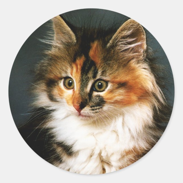 Adesivo Sticker-Calico Kitten (Frente)