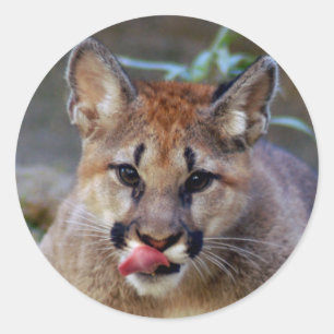 Adesivo Sticker-cougar-cub10x10