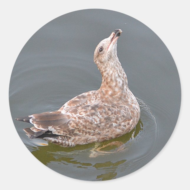 Adesivo Sticker de Gaivota (Frente)