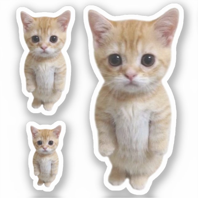 Adesivo Sticker El Gato Cat Memory 3 Pack (Frente)