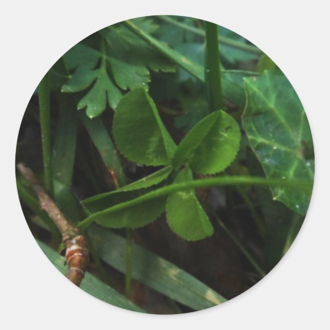 Adesivo Sticker Four Leaf Clover (Frente)