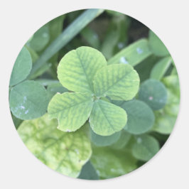 Adesivo Sticker four leaf clover