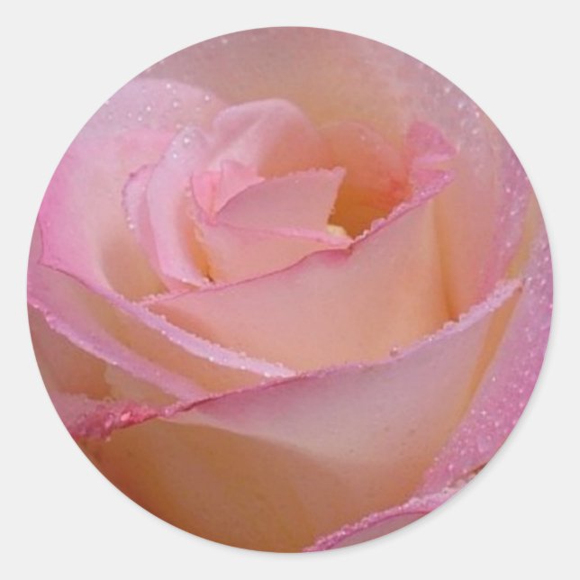 Adesivo Sticker Linda Rosa Rosa (Frente)