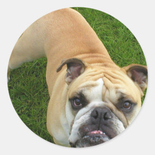 Adesivo Stickers American Buldog