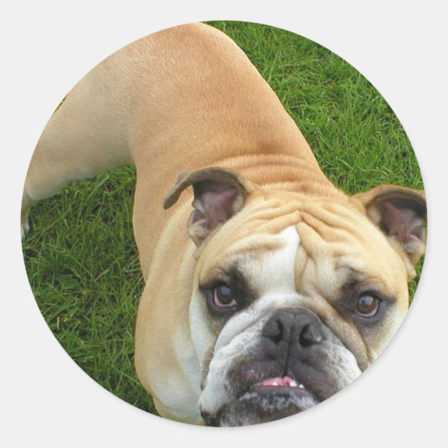 Adesivo Stickers American Buldog (Frente)