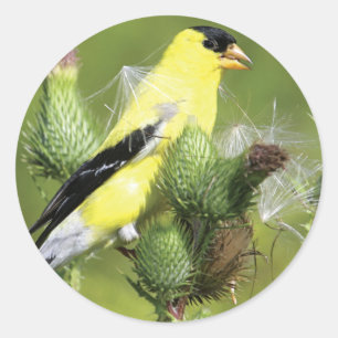 Adesivo Stickers American Goldfinch