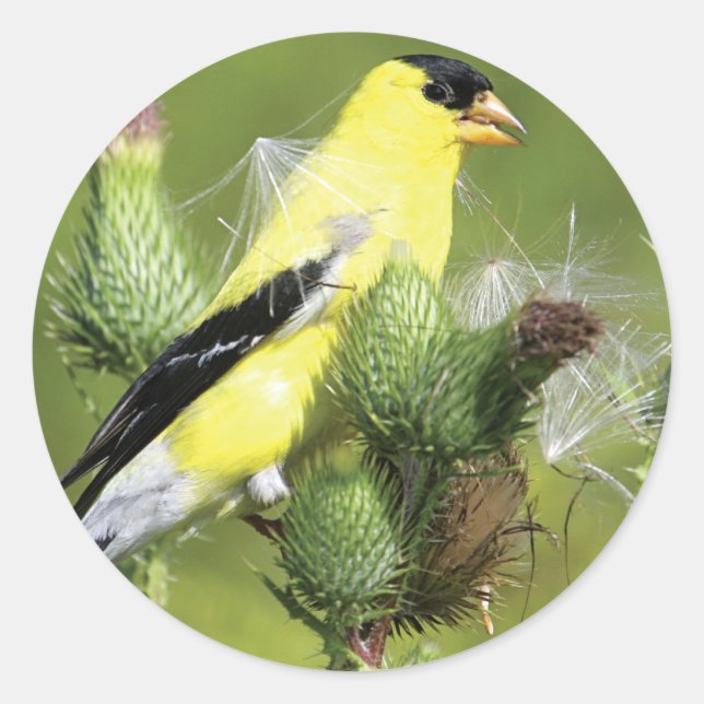 Adesivo Stickers American Goldfinch (Frente)