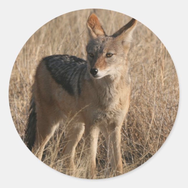 Adesivo Stickers Bebês (Frente)