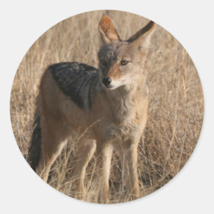 Adesivo Stickers Bebês