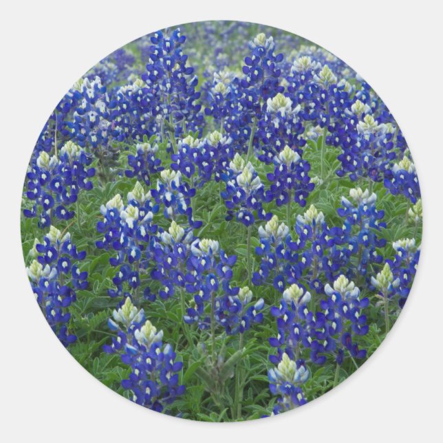Adesivo Stickers do Campo de Fotos do Texas Bluebonnets (Frente)