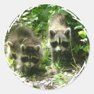 Adesivo Stickers do Raccoon Habitat