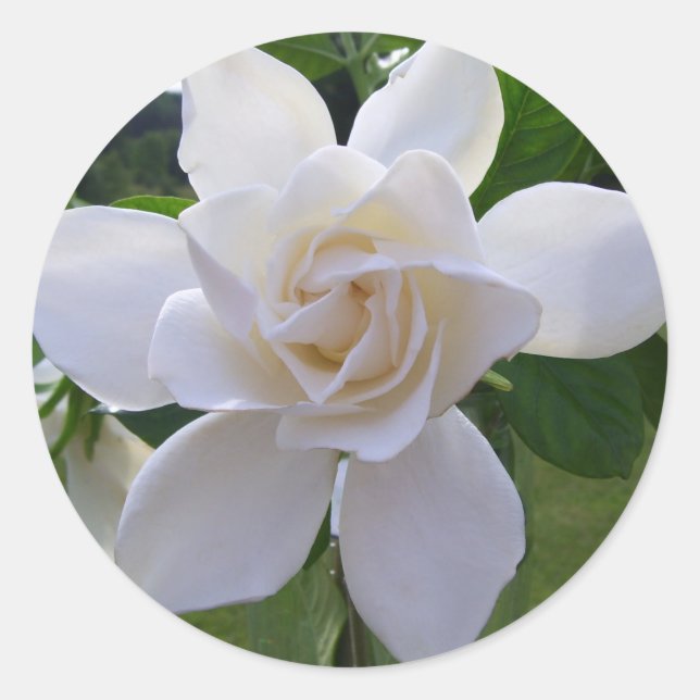 Adesivo Stickers - Gardenia Naturalmente Gorda (Frente)