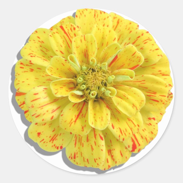 Adesivo Stickers - Greve de doces Zinnia (Frente)