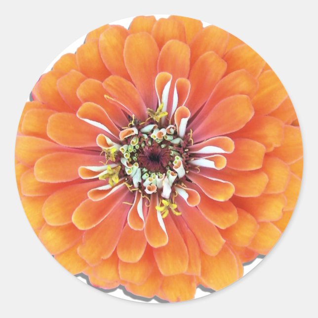 Adesivo Stickers - Orange Zinnia (Frente)