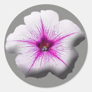 Adesivo Stickers Petunia Floral
