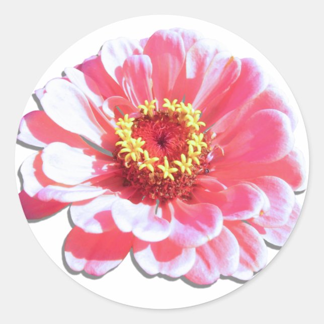 Adesivo Stickers - Zinnia Rosa (Frente)