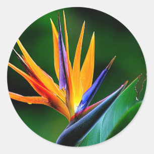 Adesivo Strelitzia. Pássaro da flor de paraíso