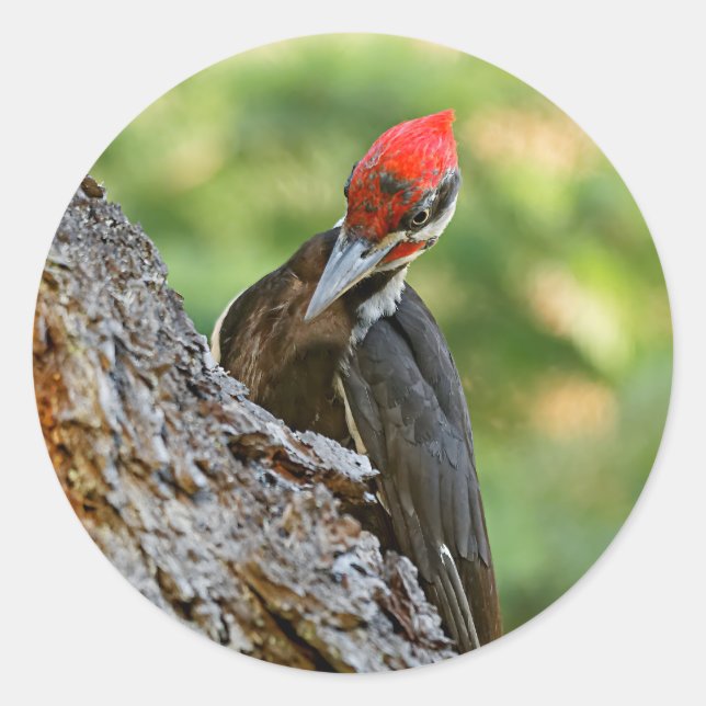 Adesivo Stunning Portrait of Pileated Woodpecker on Tree (Frente)
