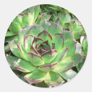 Adesivo Succulents