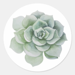 Adesivo Suculenta Cacto Hortelã Salvia Verde Obrigado Flor