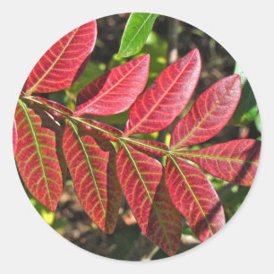 Adesivo Sumário sai no outono