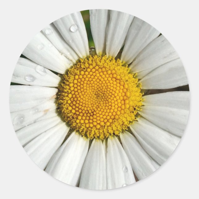 Adesivo Summer Daisy Sticker (Frente)