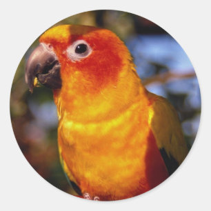 Adesivo Sun Conure