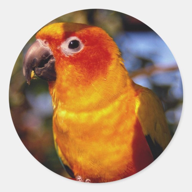 Adesivo Sun Conure (Frente)