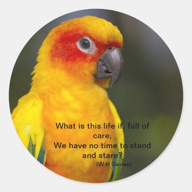 Adesivo Sun Conure Parrot Sticker (com texto) (Frente)