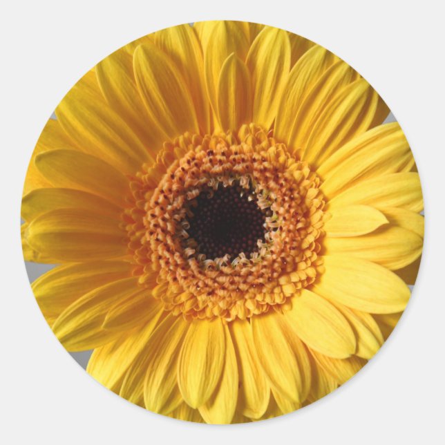 Adesivo Sun Yellow Gerbera (Frente)