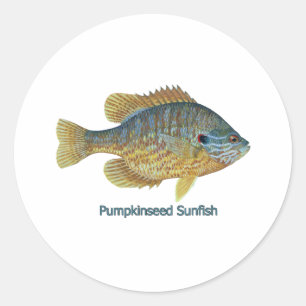 Adesivo Sunfish de Pumpkinseed (intitulado)