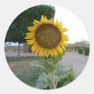 Adesivo Sunflower Art Impressão